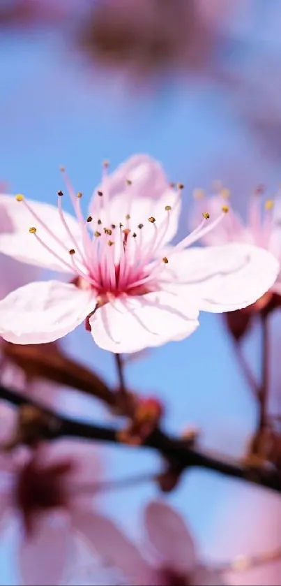 Cherry blossom branches with pink flowers under a clear blue sky.