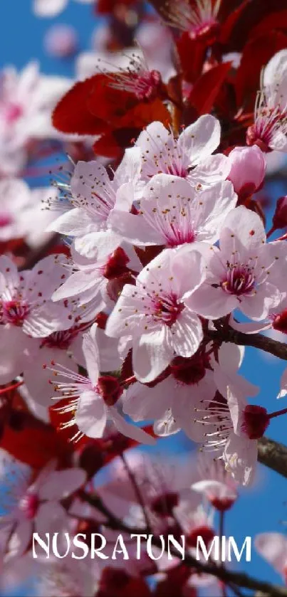 Blossoming cherry branches with a blue sky.