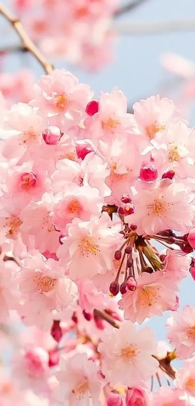 Pink cherry blossom flowers against a blue sky background.