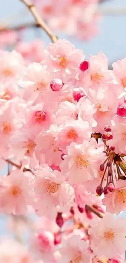 Cherry blossom wallpaper with pink flowers and blue sky.