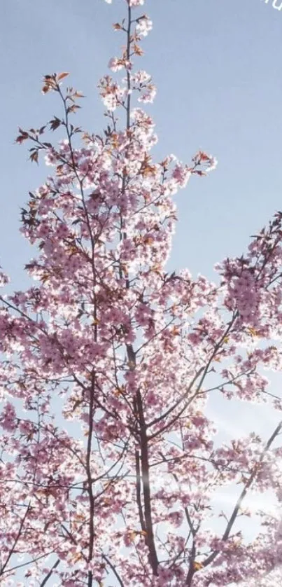 Cherry blossom tree against a bright blue sky with soft pink flowers.