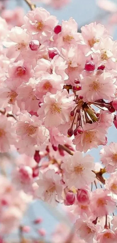 Cherry blossom wallpaper with pink blooms.