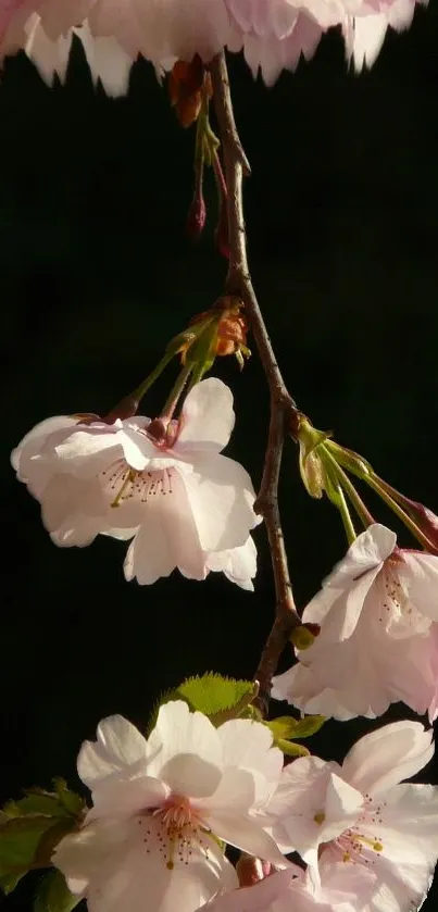 Serene cherry blossom branch wallpaper with dark background.