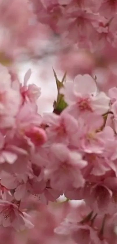 Pink cherry blossoms in full bloom on a mobile wallpaper.