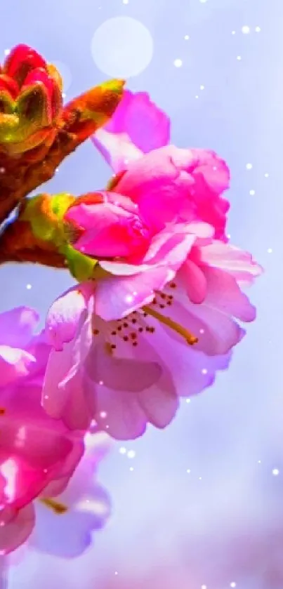 Cherry blossom branch with pink flowers against light blue sky.