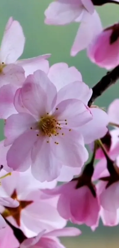 Cherry blossoms in vibrant pink bloom.