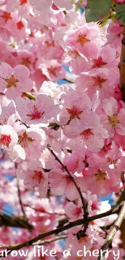 Cherry blossom flowers with inspirational quote.