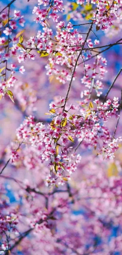 Cherry blossom branches with pink flowers against a blue sky.