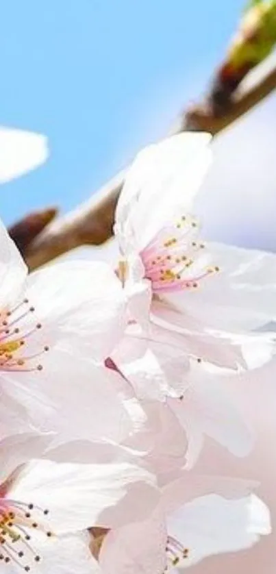 Cherry blossoms against a clear sky.