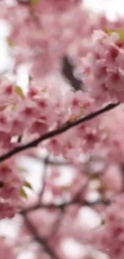 Pink cherry blossoms mobile wallpaper showcasing spring's beauty.