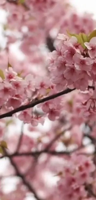 Cherry blossom branches with soft pink flowers for a serene mobile wallpaper.