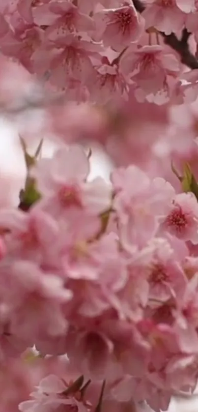 Cherry blossoms in full bloom, soft pink hues.