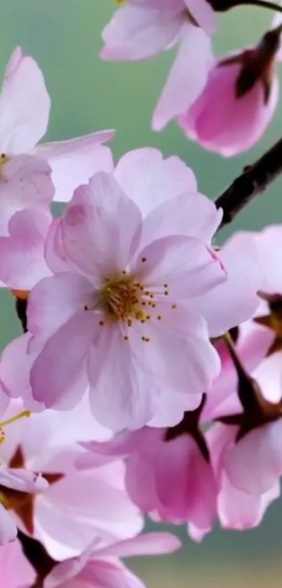 Delicate cherry blossom wallpaper with pink floral design.