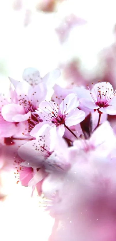 Pink cherry blossom mobile phone wallpaper.