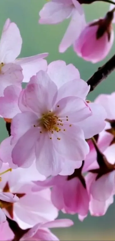 Cherry blossoms with pink and white petals on branches.