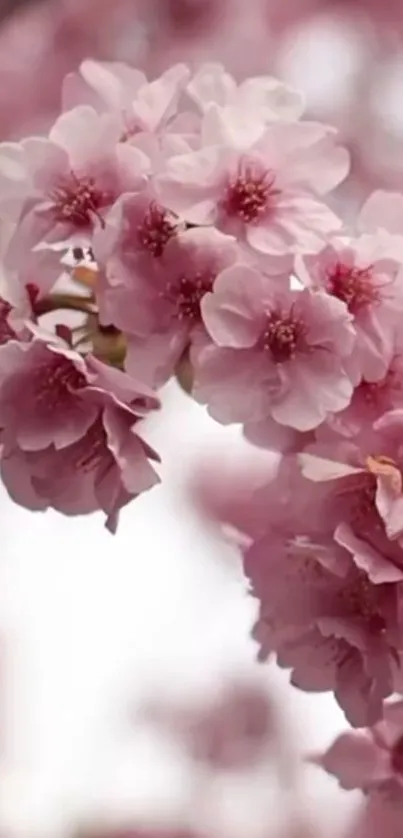 Stunning cherry blossom mobile wallpaper in delicate pink hues.