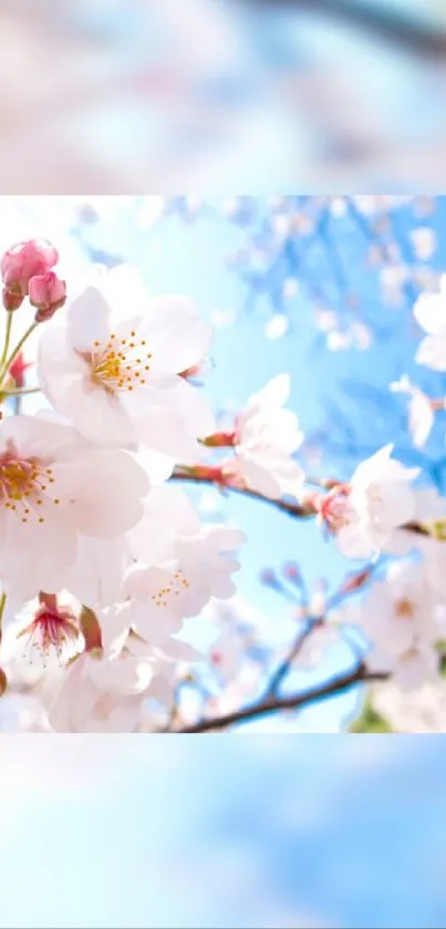 Cherry blossoms against a blue sky.