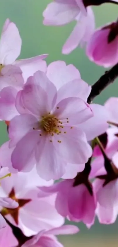 Pink cherry blossom flowers against a green blurred background.