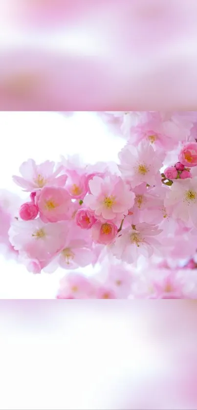 Cherry blossoms on a mobile wallpaper with soft pink hues.