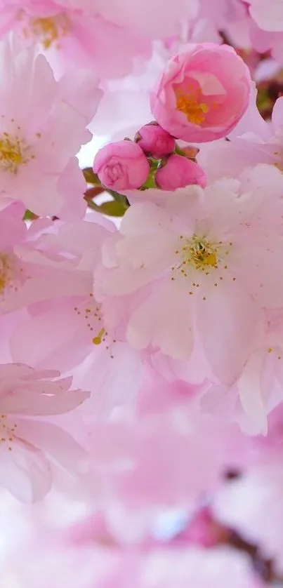 Cherry blossoms in soft pink, perfect for spring.