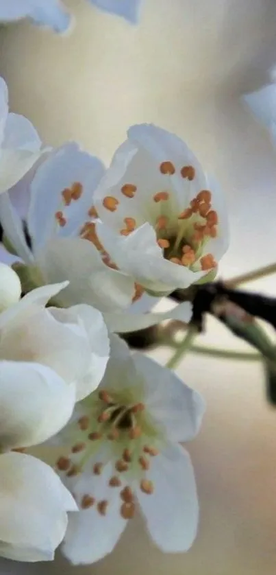 Cherry blossom in full bloom with delicate white petals.