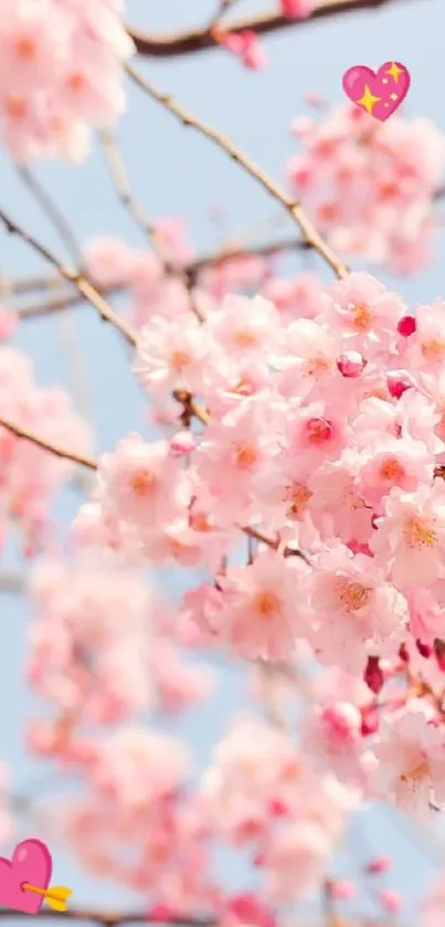 Cherry blossom against a clear blue sky wallpaper with pink flowers.