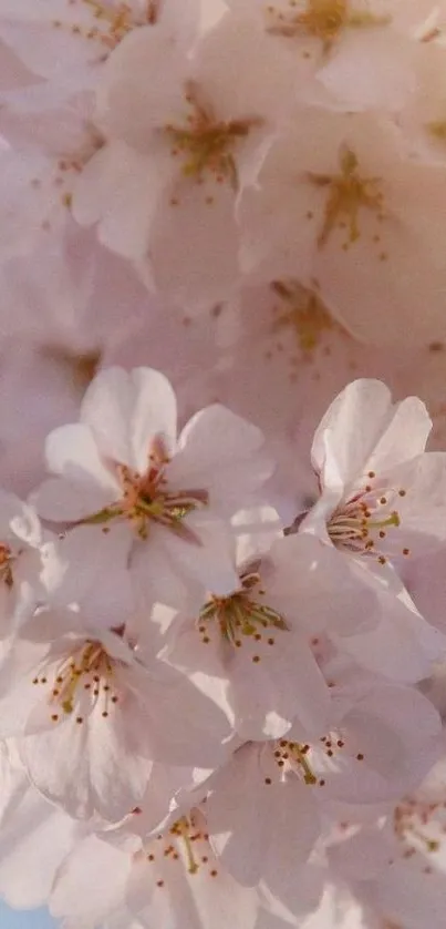 Cherry blossom flowers with soft pink hues in a mobile wallpaper.