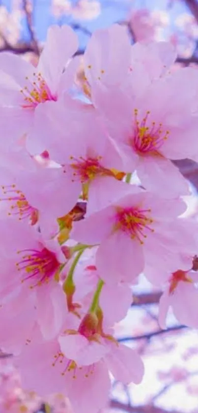 Pink cherry blossoms against a blue sky, creating a serene spring wallpaper.