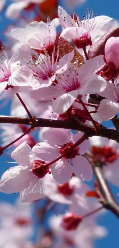 Cherry blossoms against a clear blue sky.