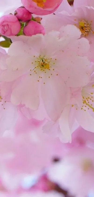 Cherry blossom flowers close-up on a mobile wallpaper in soft pink hues.