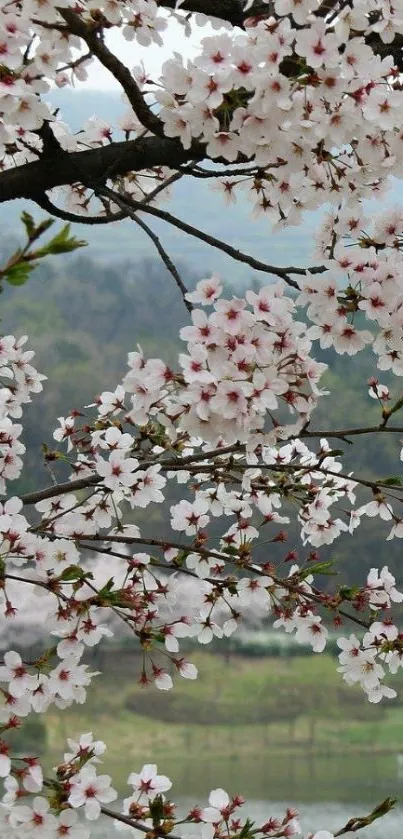 Cherry blossom branches with a scenic natural background.