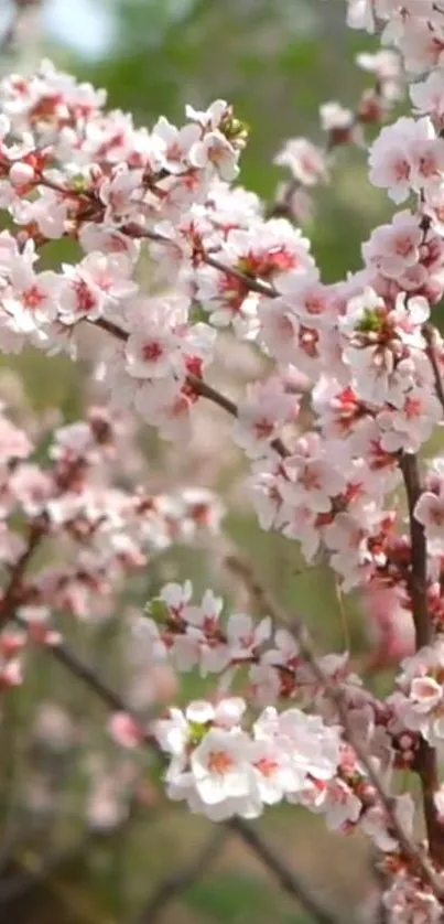 Mobile wallpaper featuring pink cherry blossoms on branches.