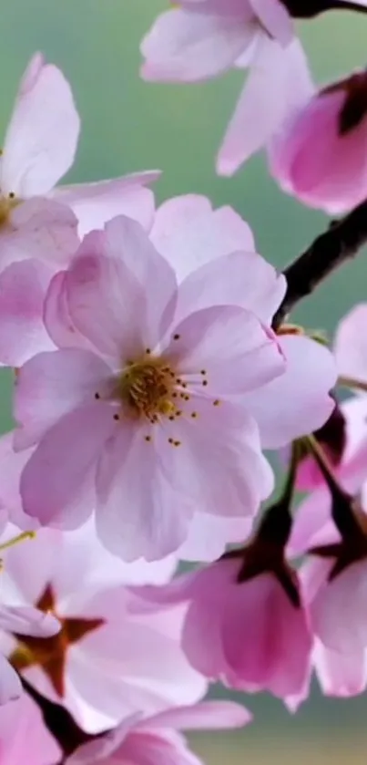 Pink cherry blossoms in full bloom on a branch, close-up view.