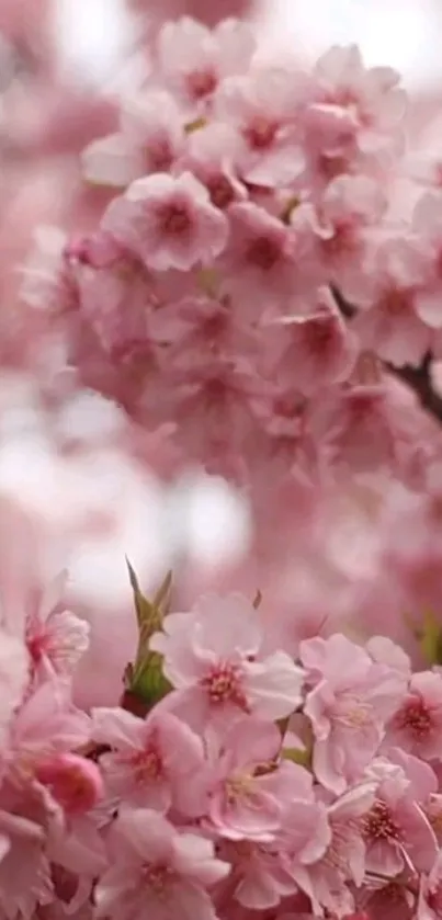 Beautiful cherry blossom mobile wallpaper with pink flowers in full bloom.