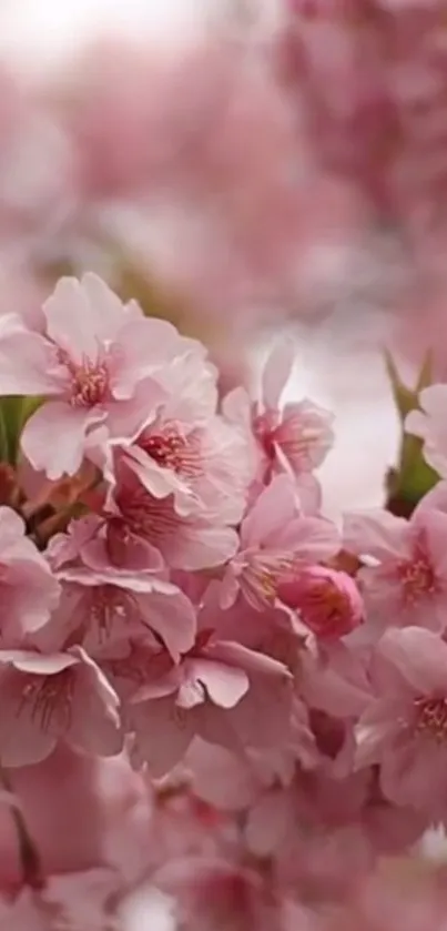 Light pink cherry blossom mobile wallpaper.