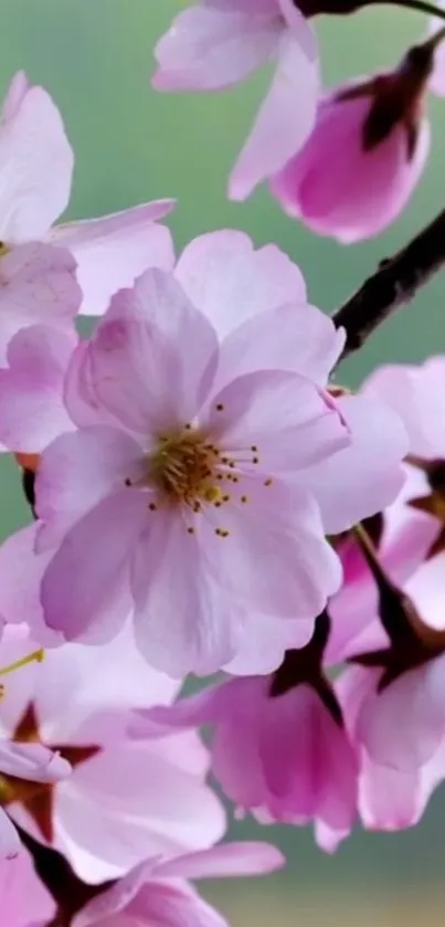 Cherry blossom with pink petals and soft green background.