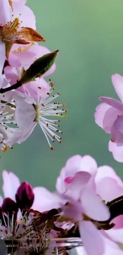 Cherry blossoms with a green background in a mobile wallpaper.