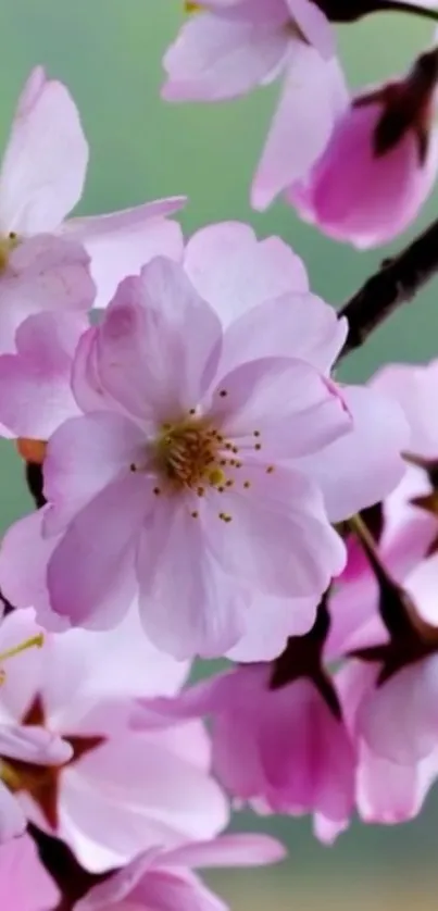 Cherry blossoms with pink petals on a branch in a serene setting.