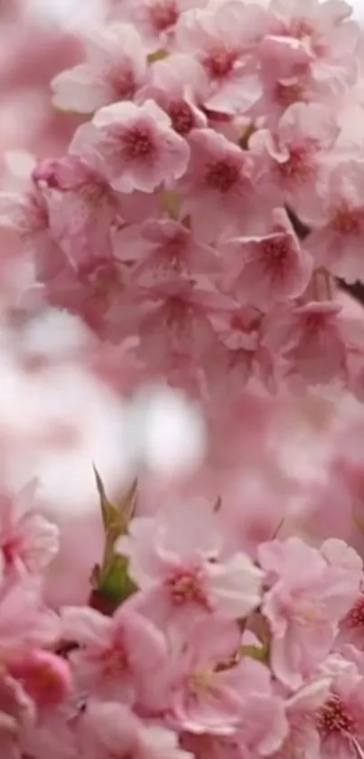 Close-up of cherry blossoms with pink petals in full bloom.