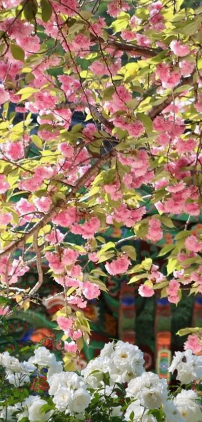 Cherry blossom branches with pink and white flowers against a serene backdrop.