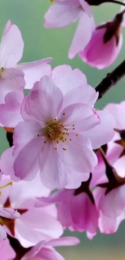 Cherry blossom mobile wallpaper with pink flowers and green background.