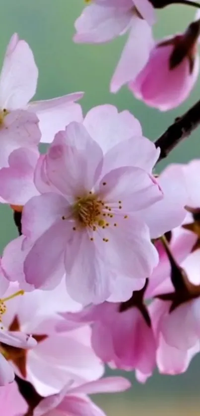 Cherry blossoms in full bloom against a soft background.