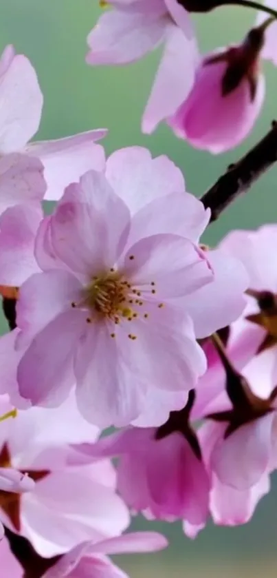 Cherry blossom wallpaper with pink flowers on branches.