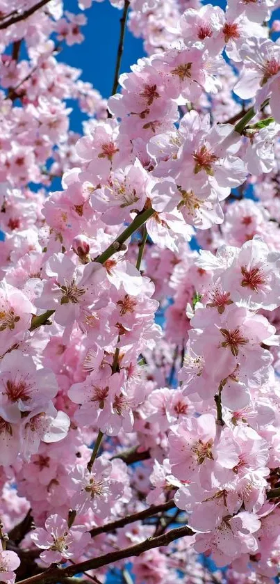 Vibrant pink cherry blossoms against a clear blue sky, creating a stunning wallpaper.