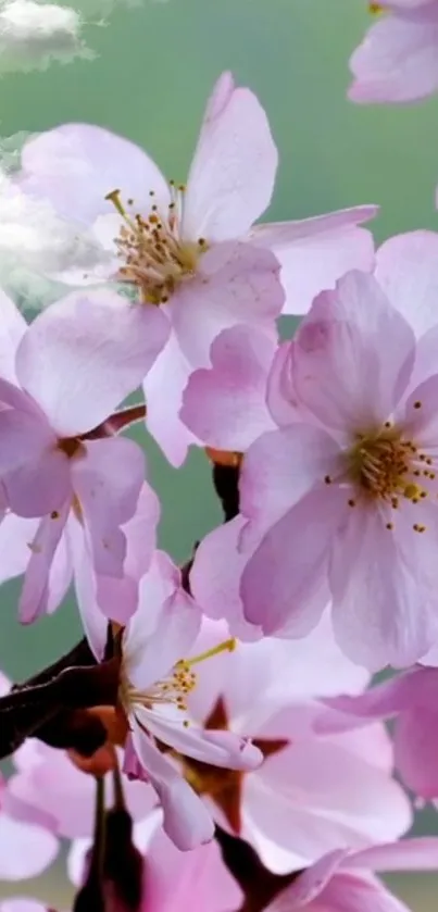 Cherry blossoms with soft pink petals against a pastel green background.