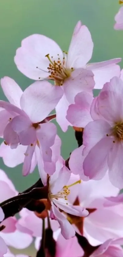 Beautiful cherry blossom in spring bloom for mobile wallpaper.