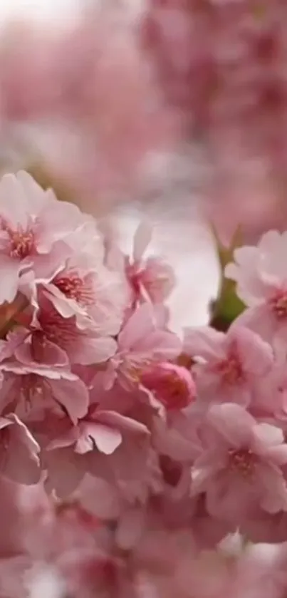 Cherry blossoms close-up with soft pink petals on a mobile wallpaper.