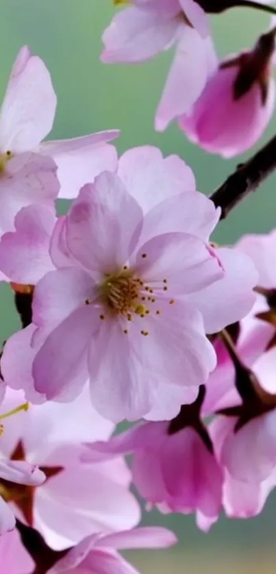 Delicate pink cherry blossoms adorn a soft green background.