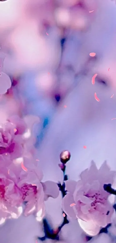 Cherry blossoms in bloom with pink flowers on a blue sky background.