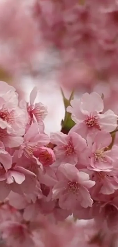 Cherry blossom mobile wallpaper with pink flowers in full bloom.